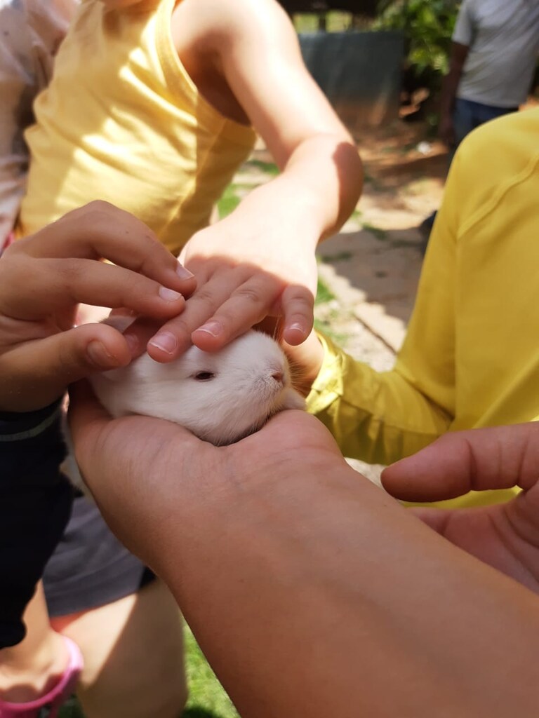 Crianças acariciando um filhote de coelho durante atividades no Parador Maritacas.